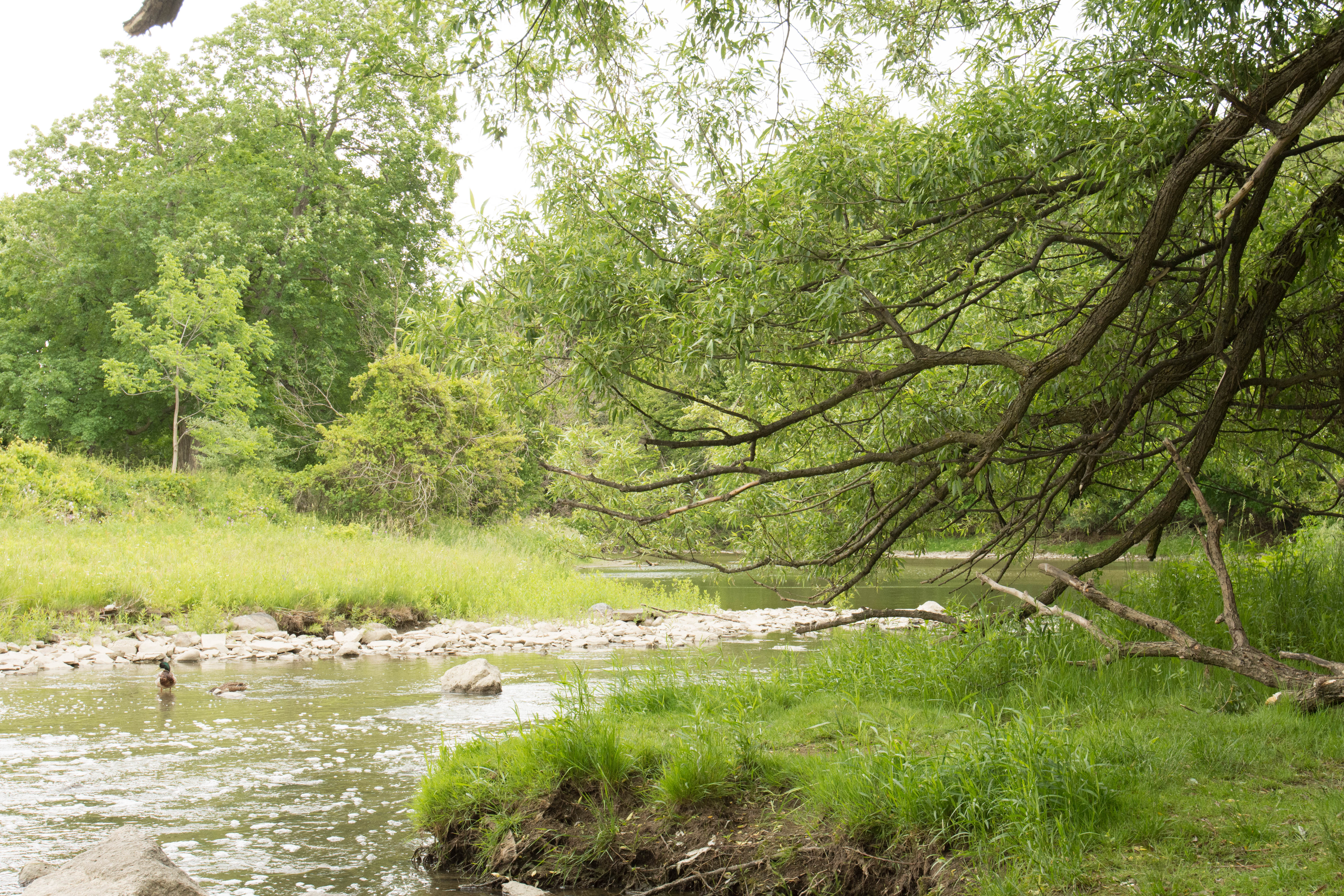 Humber River