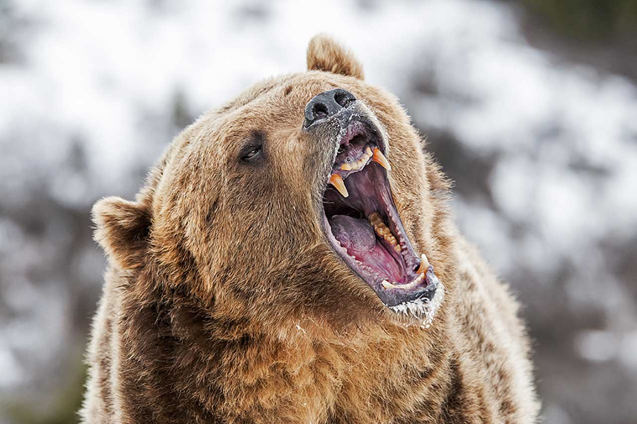 Head of a growling bear.