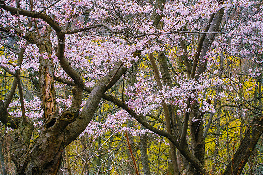 Blooming cherry blossom trees