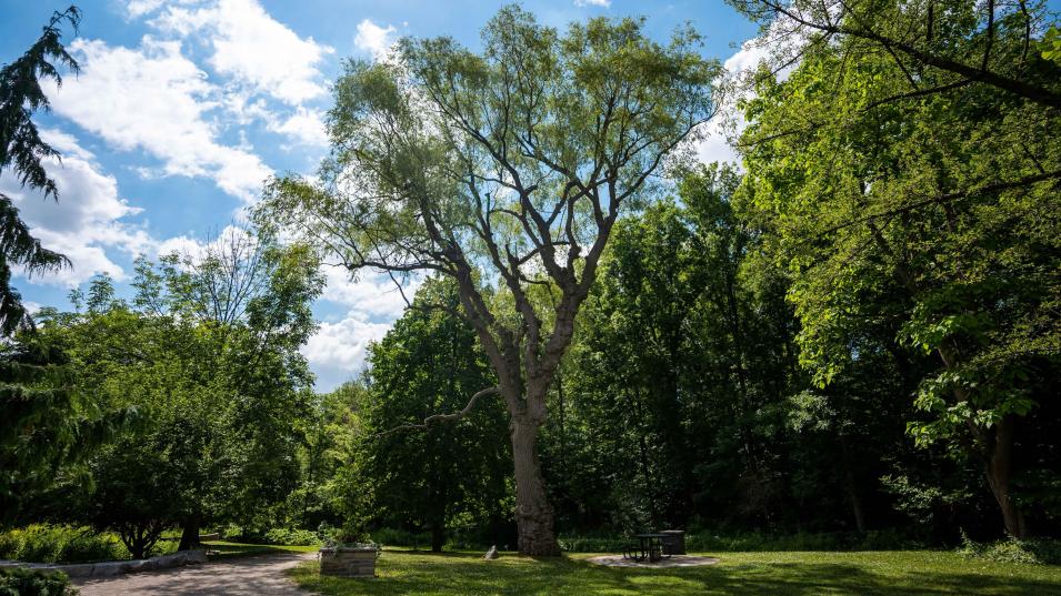 The Humber Arboretum with lush, greenery in full bloom on either side of a dirt path.