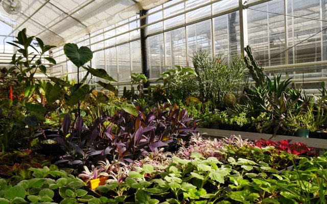 Inside the Humber Greenhouses